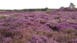 Bloeiende heide op de Schaopedobbe