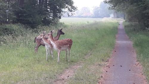 Twee damherten en een edelhert.