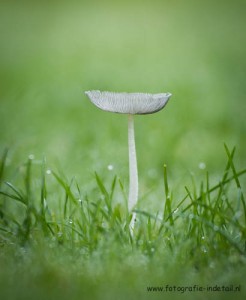 Zomaar in de tuin