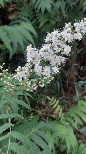 Lijsterbesspirea