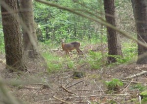 Ree in het bos