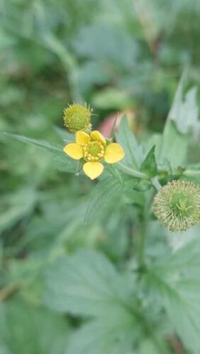 Geum macrophyllum 